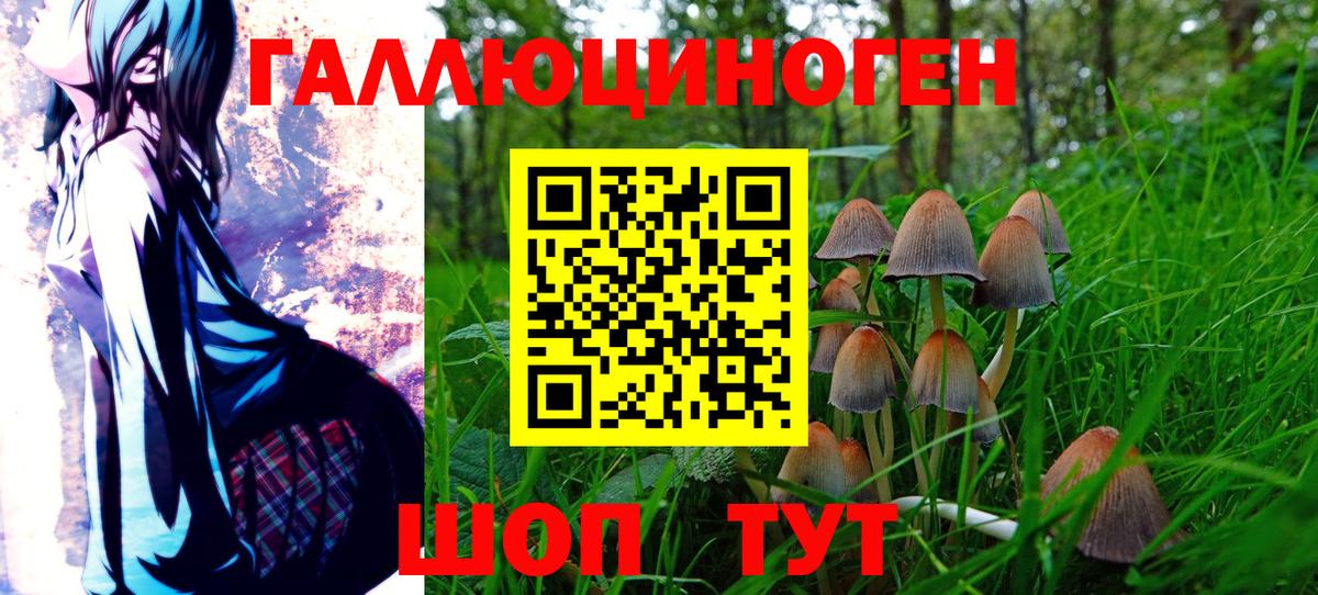 Псилоцибиновые грибы Psilocybine cubensis Южноуральск
